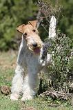 FOX TERRIER 367